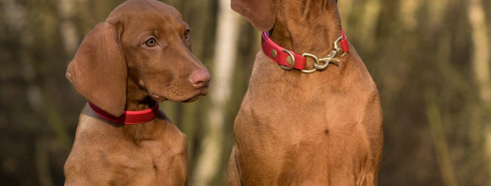 Keep Your Dog Safe This Winter With a GPS Pet Tracker