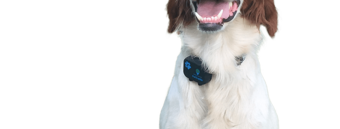 Keep Your Dog Safe With a Pet Tracker
