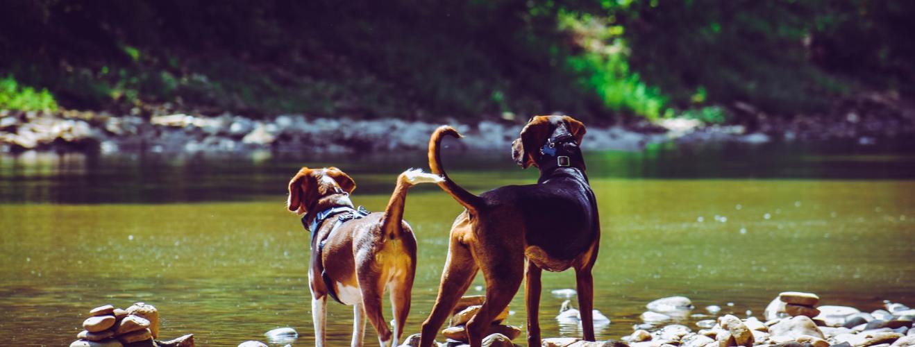 Thousands of Dogs Go Missing Every Year, Could a GPS Tracker for Dogs Help?
