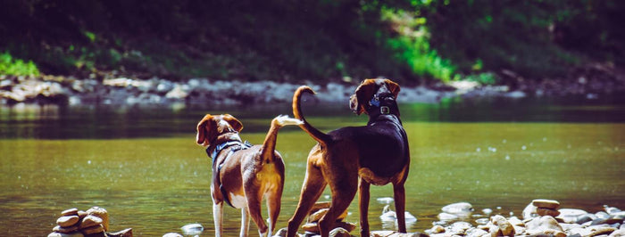 Thousands of Dogs Go Missing Every Year, Could a GPS Tracker for Dogs Help?