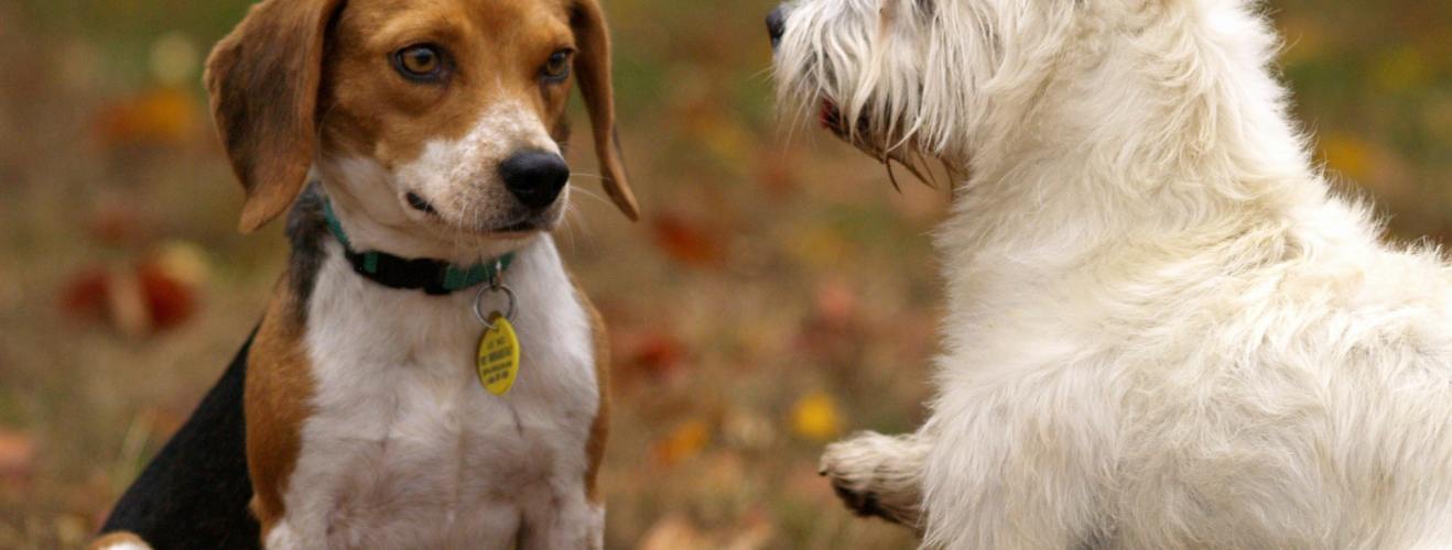 Why Are More and More Pet Owners Using a Pet Tracker?