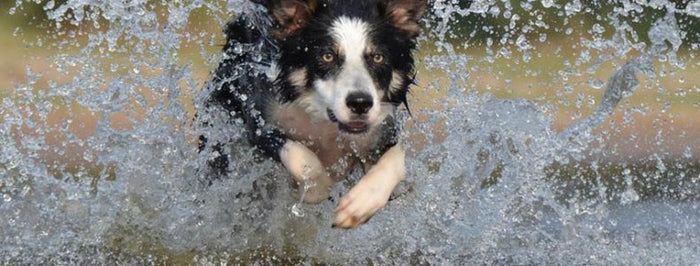 Caring pet owners set to find peace of mind with new GPS location pet tracker