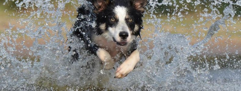 Caring pet owners set to find peace of mind with new GPS location pet tracker